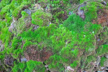 Kayanın üzerindeki yeşil bitkinin üstünde bir damla çiy 