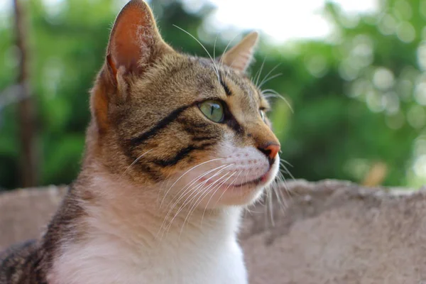 Evcilleştirilmemiş kedi uzakta seyir