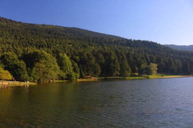 Orman ve doğa parkı gölde