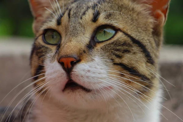 A close-up photo of a undomesticated cat