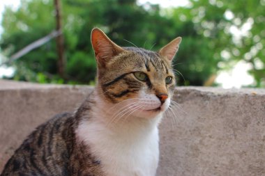 Kedi geleceğe bakıyor.