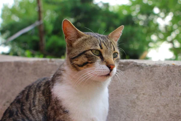 Kedi geleceğe bakıyor.