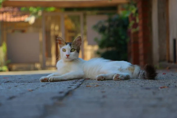 Gato Deitado Rua — Fotografia de Stock