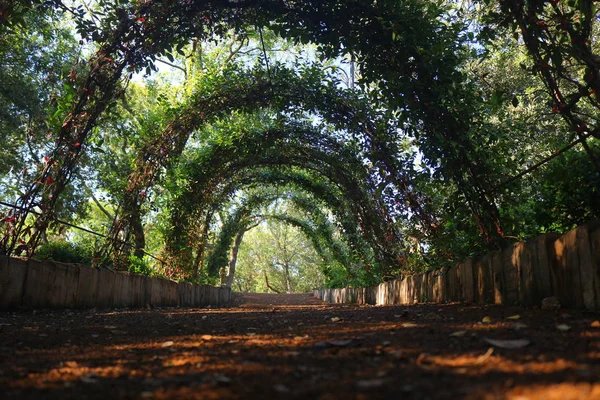 Ivy Tunnel Park — Stock Photo, Image