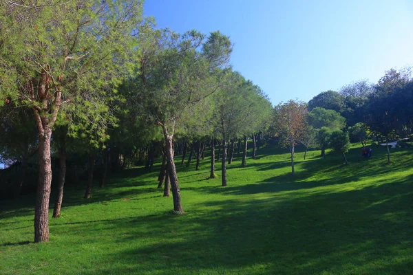 Ağaç ve otların arasında bir park