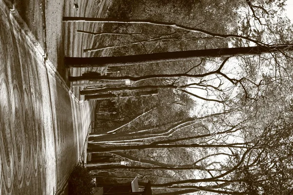 Chodnik Drzewa Parku — Zdjęcie stockowe