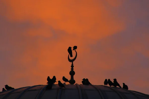 Birds\' Silhouette on the Dome
