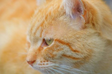 Bir kedinin yakın plan fotoğrafı.