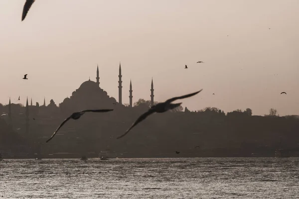 Gabbiani Moschea Suleymaniye Istanbul — Foto Stock