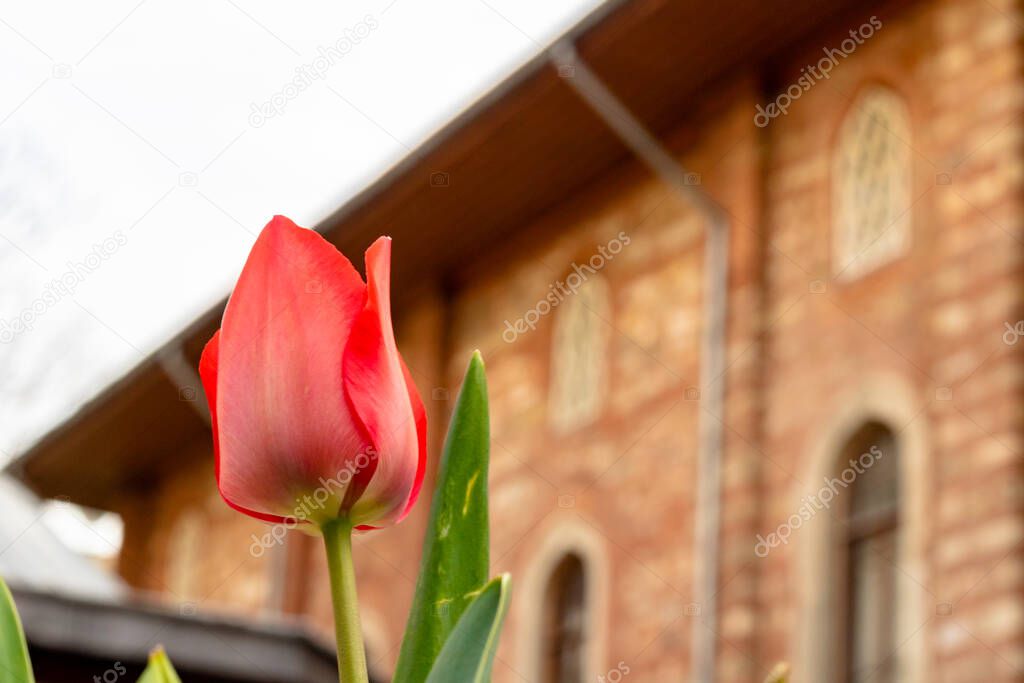 Tulip in the garden of Arab Mosque in Istanbul