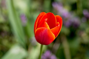 Odaklanan turuncu lale