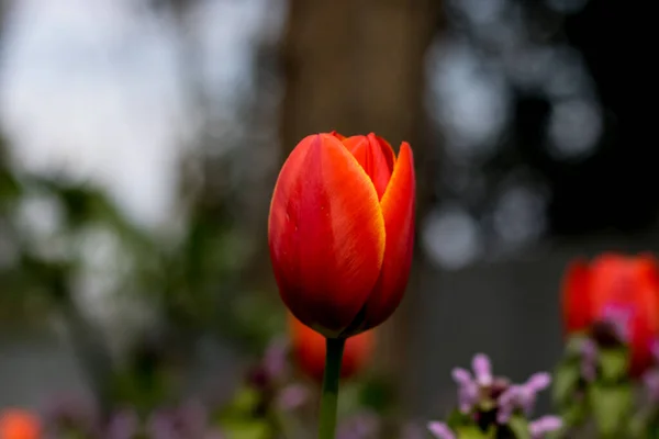 Tulipe Orange Bref — Photo