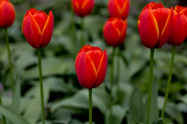 Orange Tulips Sparsly Ground — Stock Photo, Image