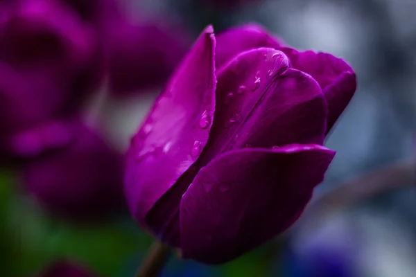 紫色郁金香花瓣上的水滴 — 图库照片