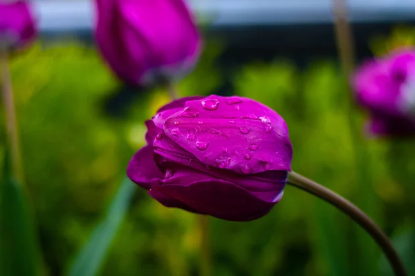 Gouttes Eau Sur Les Pétales Tulipe Violette — Photo