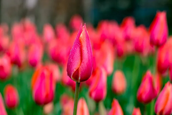 Gouttes Eau Sur Les Pétales Tulipe Rose — Photo