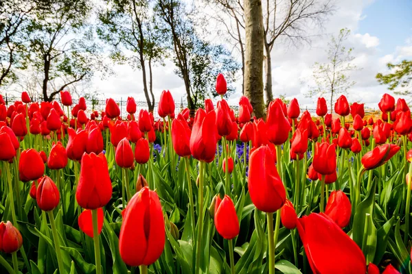 Rote Tulpen Park — Stockfoto