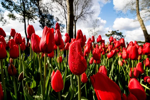 Rote Tulpen Und Wassertropfen Auf Den Blütenblättern — Stockfoto