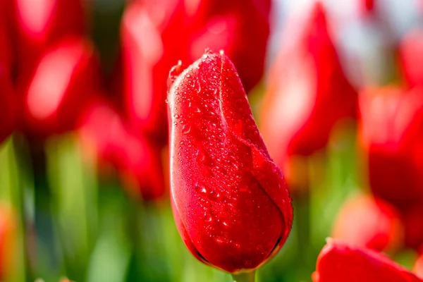 Tulipa Vermelha Gotas Água Nas Pétalas — Fotografia de Stock