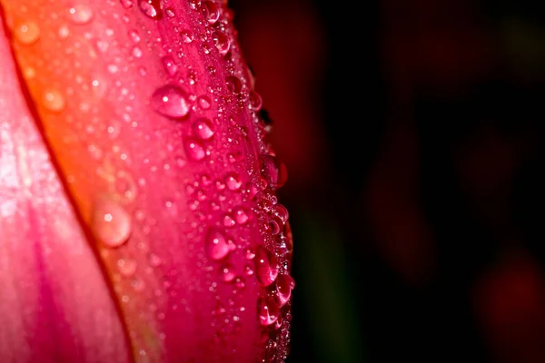 Rosa Tulpen Und Wassertropfen Auf Den Blütenblättern — Stockfoto