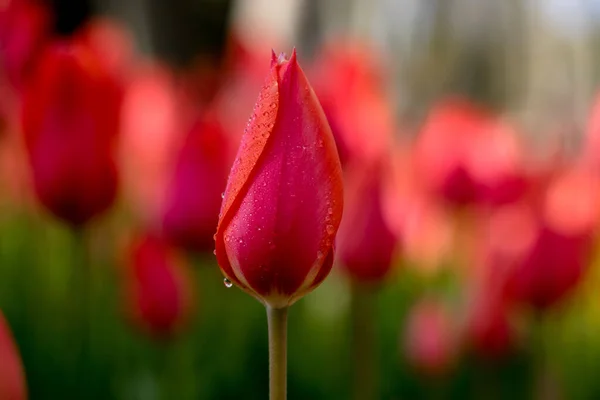 Tulipán Rojo Gotas Agua Los Pétalos — Foto de Stock