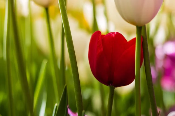 Uma Pequena Tulipa Vermelha Tulipas Brancas — Fotografia de Stock
