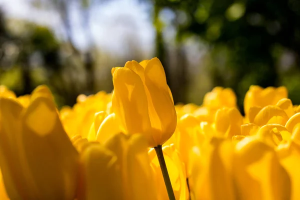 Vista Ravvicinata Tulipano Giallo — Foto Stock