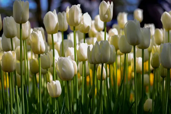 Weiße Tulpen Aus Bodennähe — Stockfoto