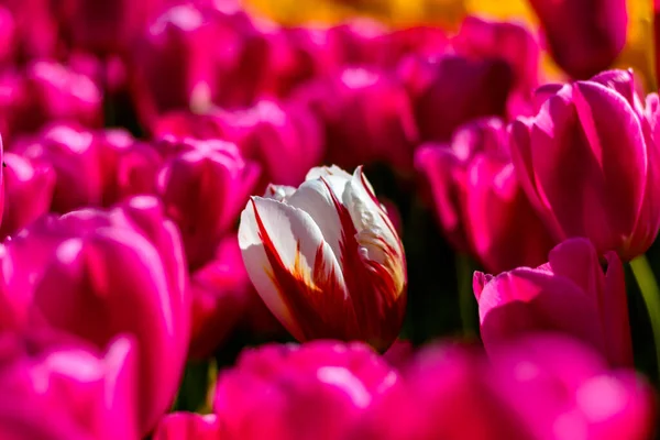 Multi color tulip in pink tulips field