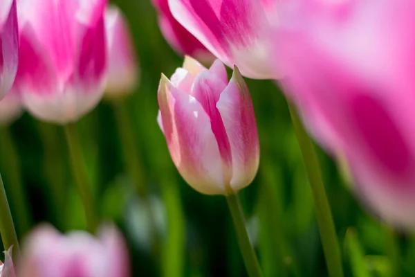 Pequena Tulipa Rosa Foco — Fotografia de Stock