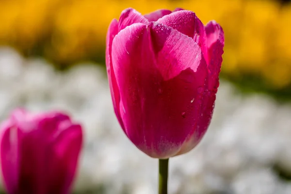 Gouttes Eau Sur Les Pétales Tulipe Rose — Photo