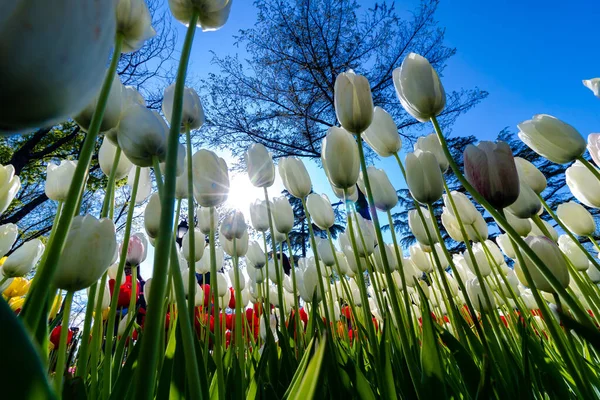 Weiße Tulpen Von Unten Und Sonne — Stockfoto