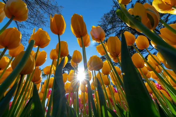 Gelbe Tulpen Von Unten Und Sonne — Stockfoto