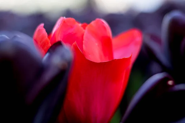 Punainen Tulppaani Violetissa Tulppaanissa — kuvapankkivalokuva