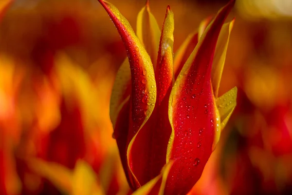 Laranja Tulipa Amarela Foco — Fotografia de Stock