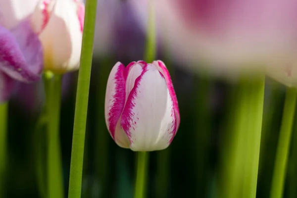 Lite Rosa Och Vit Tulpan Fokus — Stockfoto