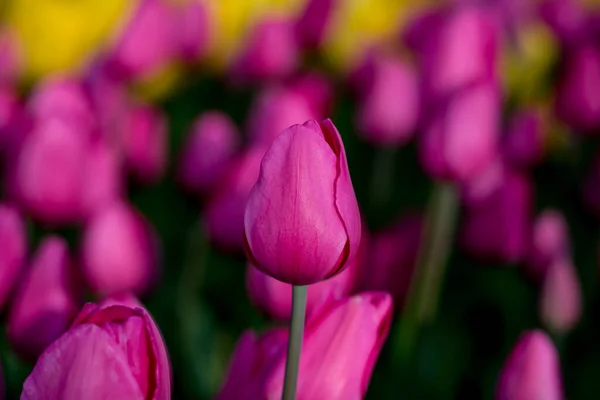 Tulipe Rose Bref Sur Fond Tulipes Roses — Photo