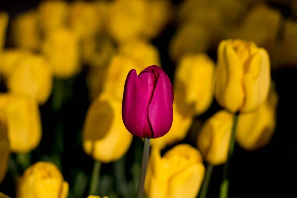 Tulipán Rosa Los Tulipanes Amarillos —  Fotos de Stock