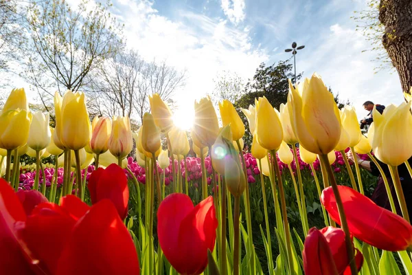 Gelbe Und Rote Tulpen Mit Sonne — Stockfoto