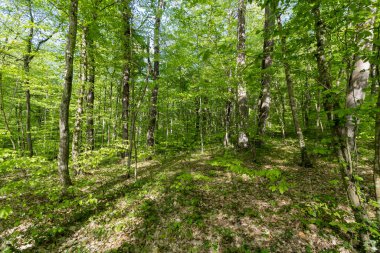 Ormanın geniş açılı görüntüsü