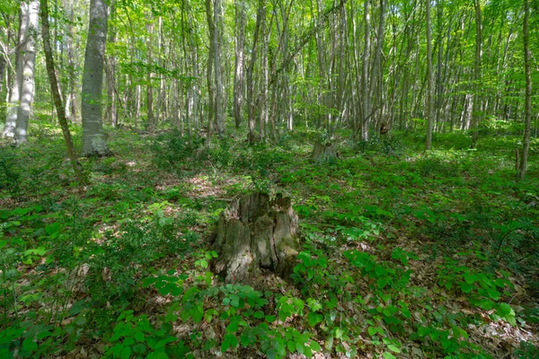 Vista Ângulo Largo Floresta — Fotografia de Stock