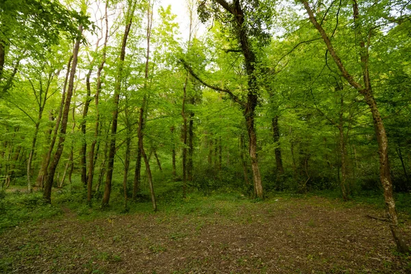 Skogsscenen Med Fallna Löv Marken — Stockfoto