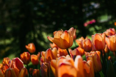 Parkta turuncu laleler