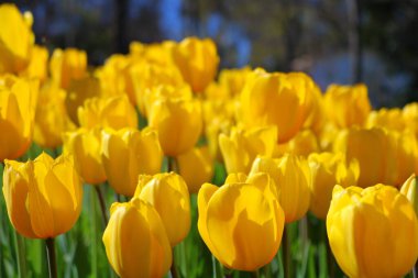 Parktaki sarı laleler