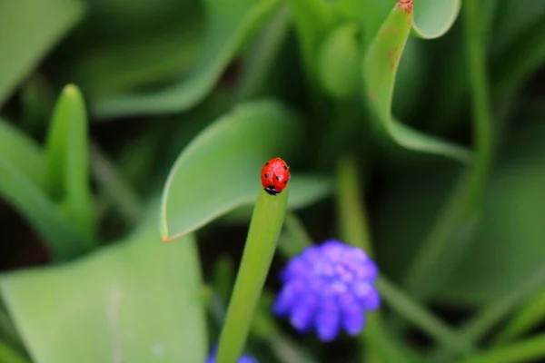 瓢虫集中在草地上 瓢虫背景照片 春天的花朵 春天的自然 — 图库照片