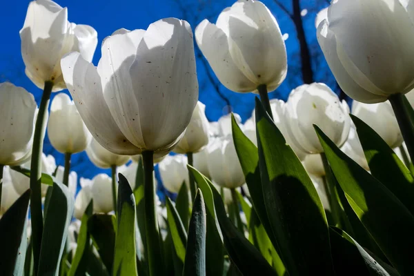Weiße Tulpen Von Unten — Stockfoto