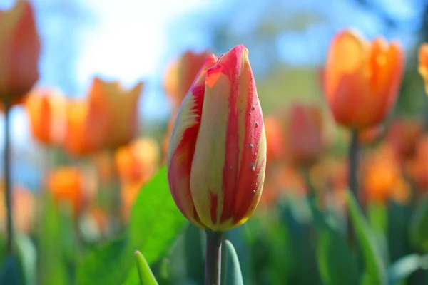 Des Tulipes Multicolores Dans Parc — Photo