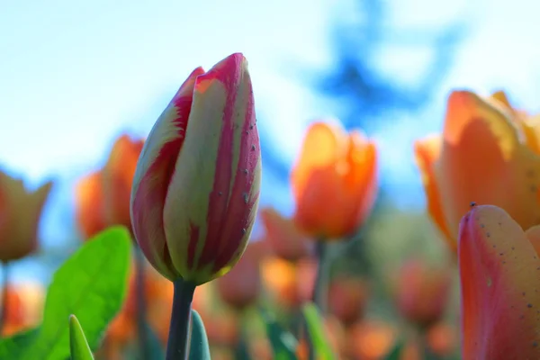 Des Tulipes Multicolores Dans Parc — Photo