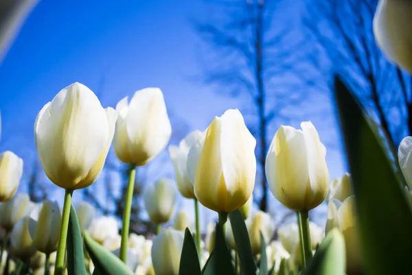 Weiße Tulpen Park — Stockfoto