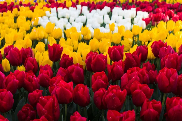 Czerwone Żółte Białe Tulipany Emirgan Park Stambule — Zdjęcie stockowe